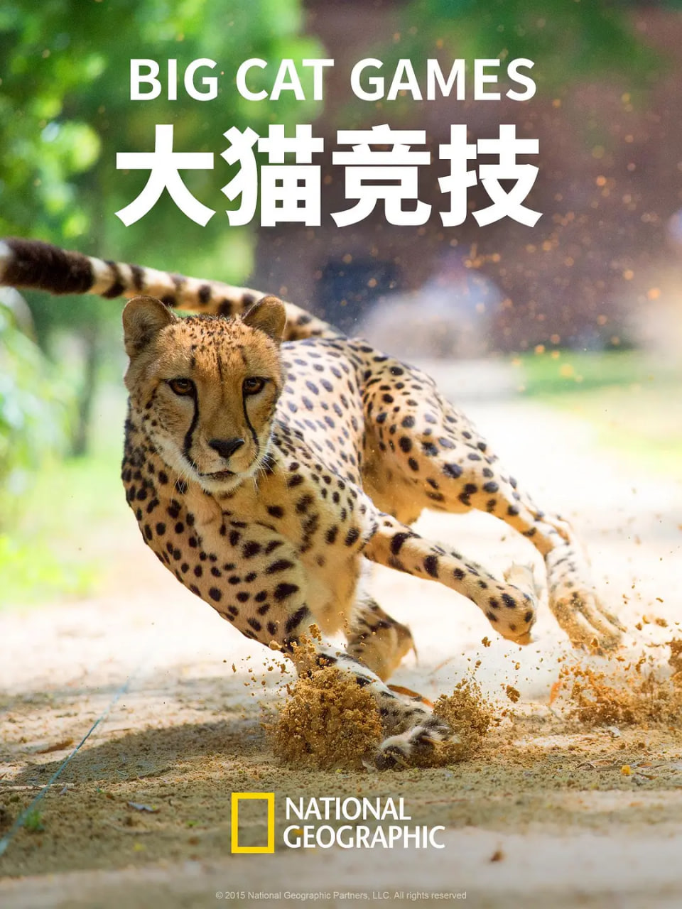 大猫竞技(全集)