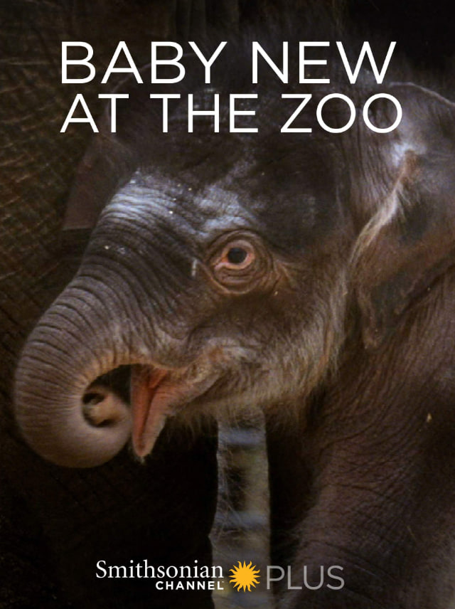 动物园里的新宝宝(全集)