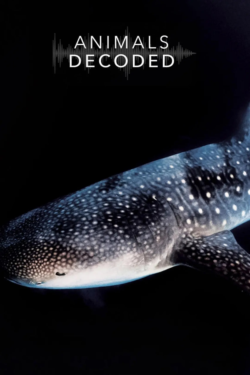 动物解码(全集)
